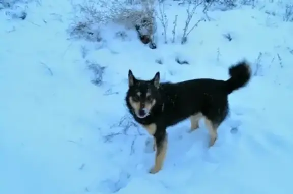 Пропала собака в Буинске, Татарстан.