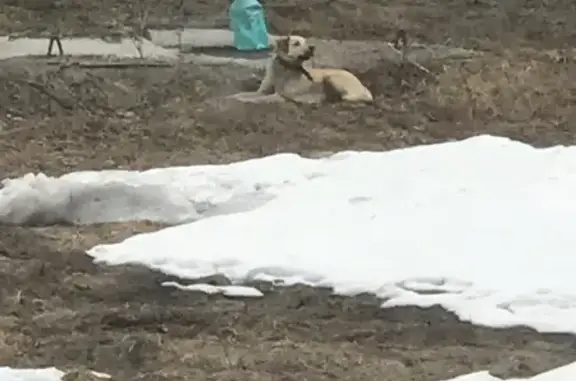 Найдена собака на улице Спортивная!