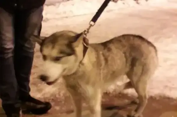 Собака найдена: район 84 школы, Челябинск