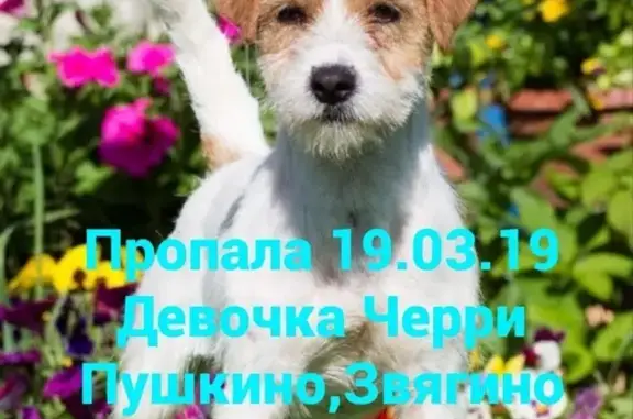 Пропала собака в Пушкино, микрорайон Звягино