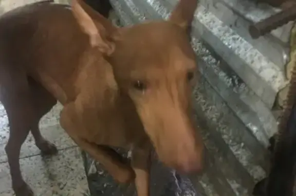 Найдена собака в центре Ярославля