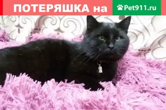 Пропал черный кот на ул. К. Маркса, помогите найти!