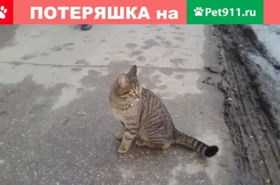 Срочно ищем хозяина для найденной кошки на ул. Космическая