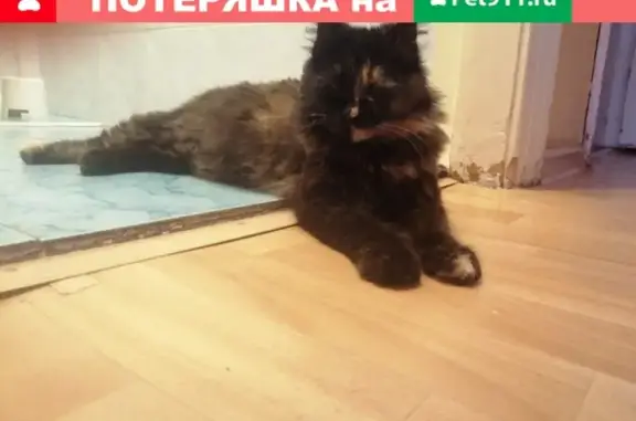 Найден котик возле Перекрестка в пос. Сельмаш, Ростов-на-Дону