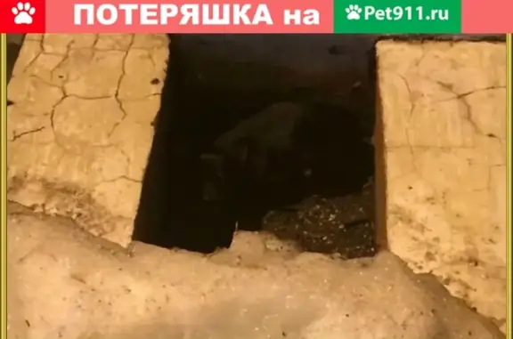 Найдена собака в Подольске около ветлечебницы