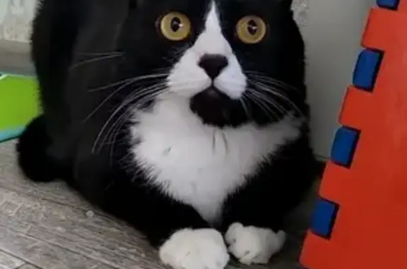 Кошки потеряшки, Новосибирск, фото: Потеряшка кот в Юга-Западном районе, Новосибирск