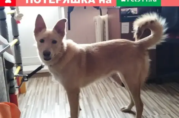 Собака найдена на улице Чехова, Пермь.