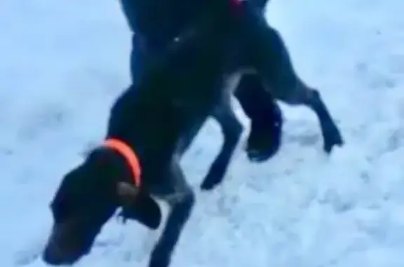 Пропала собака Хан в Нижегородской обл.