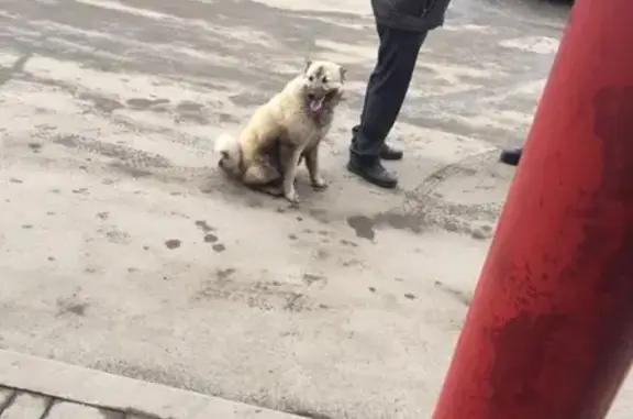 Потерялась собака в Кировском районе