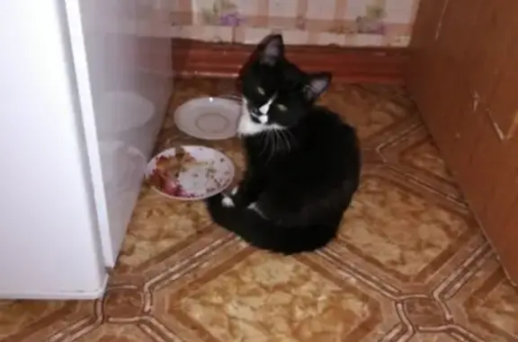 Пропала кошка на ул. Петрозаводская, 2 #Бюро_находок