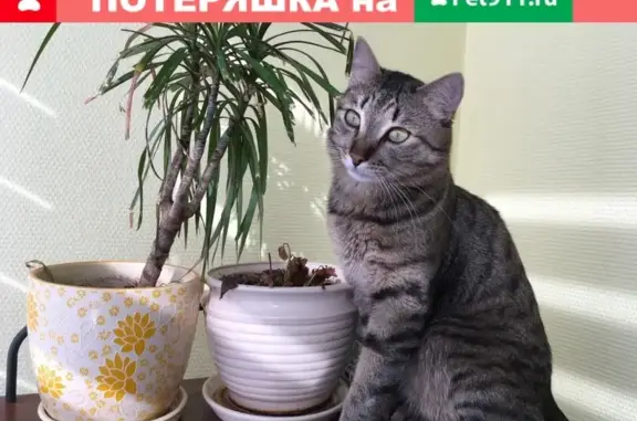 Пропал кот в Усть-Илимске