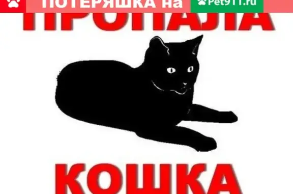 Пропала сиамская кошка в Рассказово, район Арженки
