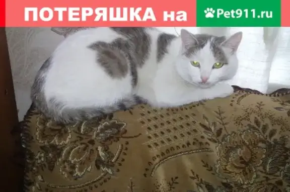 Пропала кошка в Копейске, ул. О.Кошевого, помогите найти!