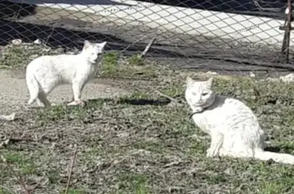 Найдена белая кошка с ошейником в Элисте, 4 мкр.
