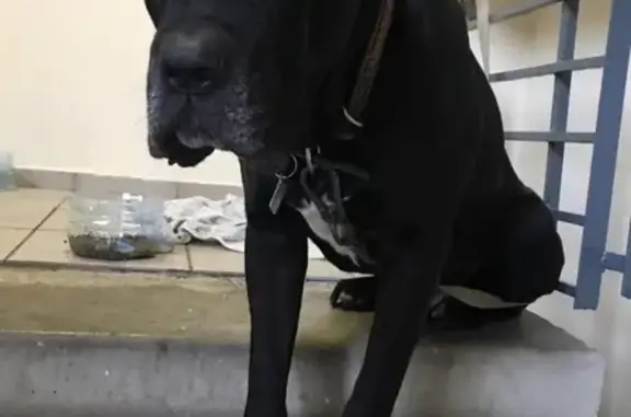 Найдена собака в районе метро ВДНХ, кане корсо, лет 6, ищем хозяина