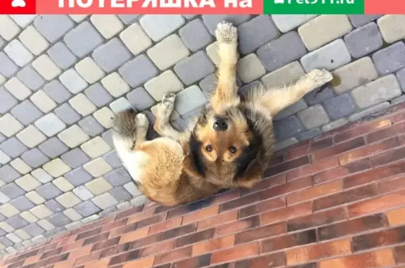 Собака с раной на лапе найдена на ул. Новороссийской Республики 36