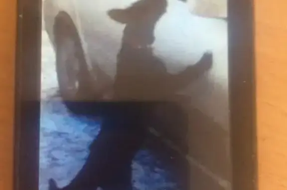 Найдена чёрная собака с белой звездочкой на груди и ярко розовым ошейником в Иркутске, мк-н Юбилейный, дом 81.