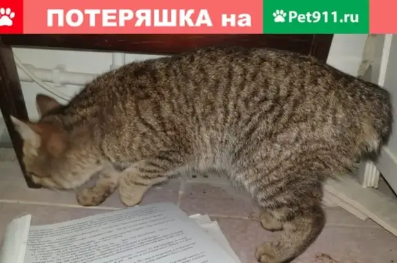 Найдена кошка возле дома на ул. Васильева, 77 в Бийске