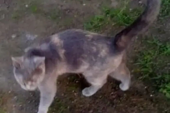 Найдена кошка на ул. Шостаковича, СПб