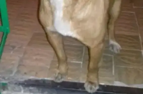 Найдена собака на Карачевском шоссе, похожая на боксера.