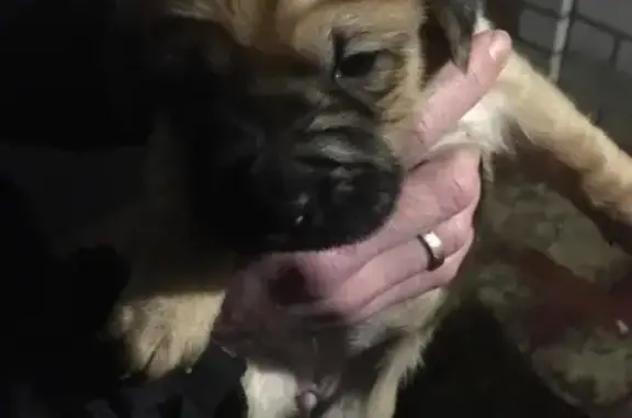 Пропала собака Ася в Калининской, Краснодарский край