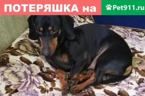 Найдена собака на Ореховом проезде 41к1