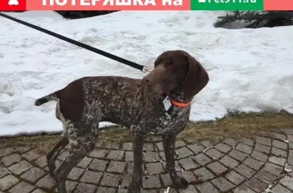 Найдена собака в Одинцово, ищем хозяина