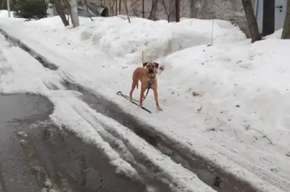 Найдена собака на ул. Кленовая и Лесная