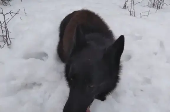 Собака найдена в Рыбинске, ищем хозяина
