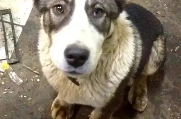 Пропала собака Жорик в Горно-Алтайске