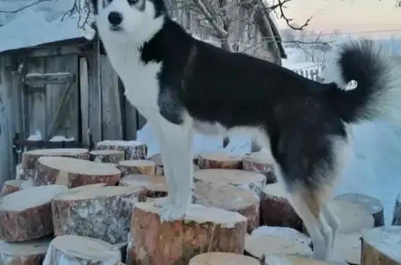 Собаки потеряшки, Озерки, фото: Потеряшка сибирская хаски в с. Озёрках, Тальменского района