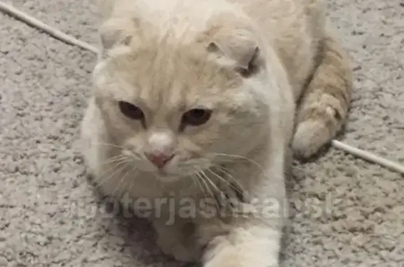 Найдена кошка на Омской трассе, Новосибирск
