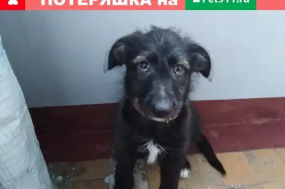 Найден щенок с ошейником в Москве, Б. Остроумовская ул., 17