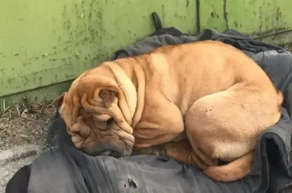 Найдена собака на пер. Чапаева 100А