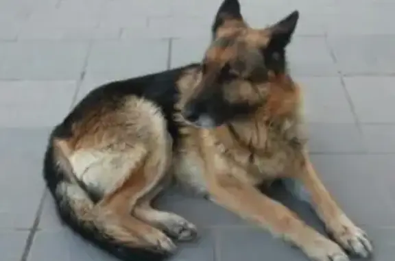 Найдена собака в центре Волгограда, без ошейника