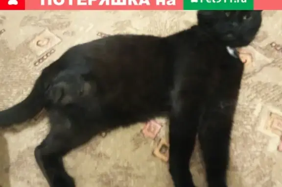 Потерянные животные Белгород, фото: Пропал кот Марсель, адрес - Привольная 7, Белгород