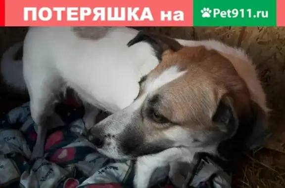 Найдена собака на Левом берегу Омска