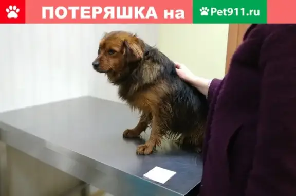 Найдена собака на Варшавском шоссе, ищем хозяев/передержку.