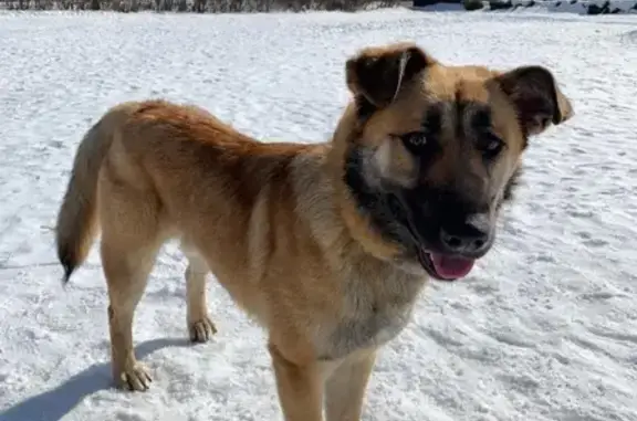 Найдена собака в Бирюлевском дендропарке 03.03.19