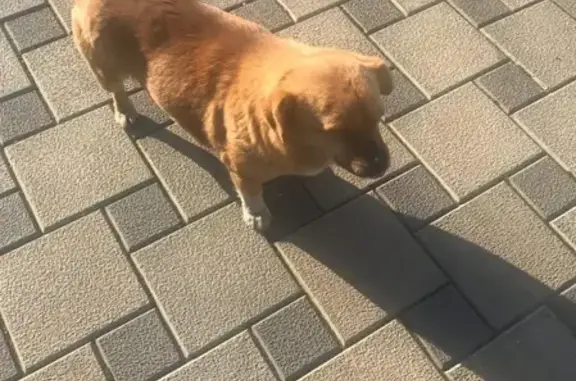 Найдена собака возле дилерских центров на Аэропортовской улице (Краснодар)