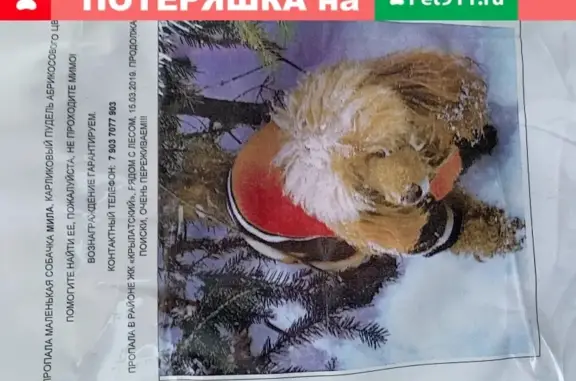 Потерянные животные Москва, фото: Пропала собака на Рублёвском шоссе 28к2