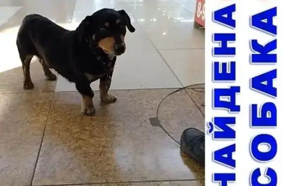 Найдена напуганная собака в Кургане, ищем хозяина