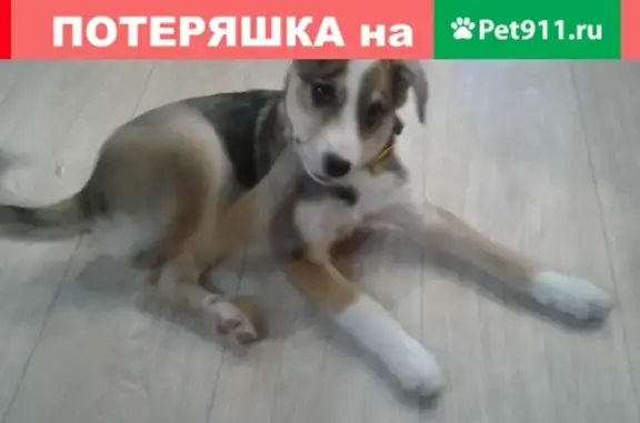 Собака найдена в сквере Карла Маркса, возраст 2-3 месяца, Брянск