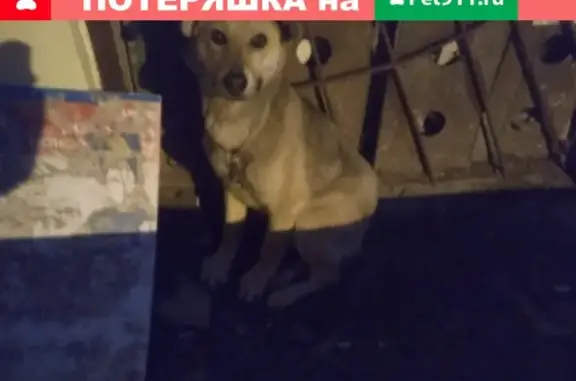 Найден молодой пес с ошейником в Волгограде