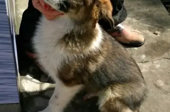 Пропала собака в Ворошиловском районе Волгограда!