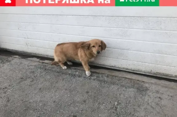Найден пёсик на Товарном шоссе, ищет хозяев.