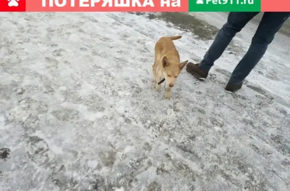 Потерянный щенок с ошейником в Юбилейном, Иркутск