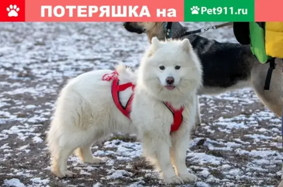 Пропала самоедская собака в деревне Аропаккузи, Ленинградская область