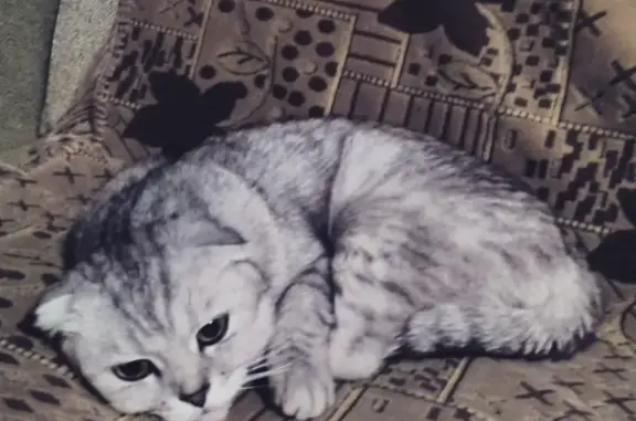 Пропала кошка на Двужильного 12, Кемерово