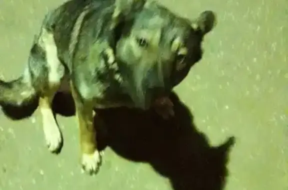 Ласковая собака на пл. 47км в Раменском